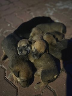 Blacky &amp; Brownie  - Mixed Breed Dog