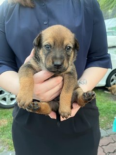 Blacky &amp; Brownie  - Mixed Breed Dog