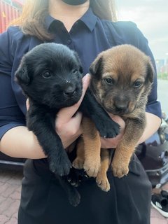 Blacky &amp; Brownie  - Mixed Breed Dog