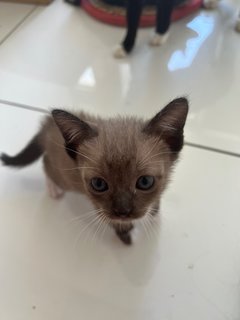 Oscar &amp; Herbert - Domestic Medium Hair Cat