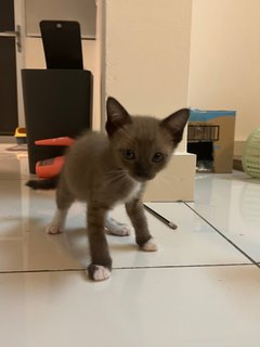 Oscar &amp; Herbert - Domestic Medium Hair Cat