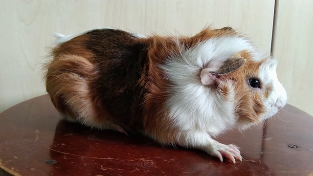 Popo - Guinea Pig Small & Furry