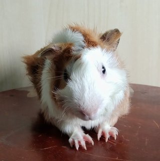 Popo - Guinea Pig Small & Furry