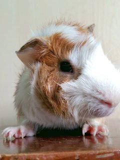 Popo - Guinea Pig Small & Furry