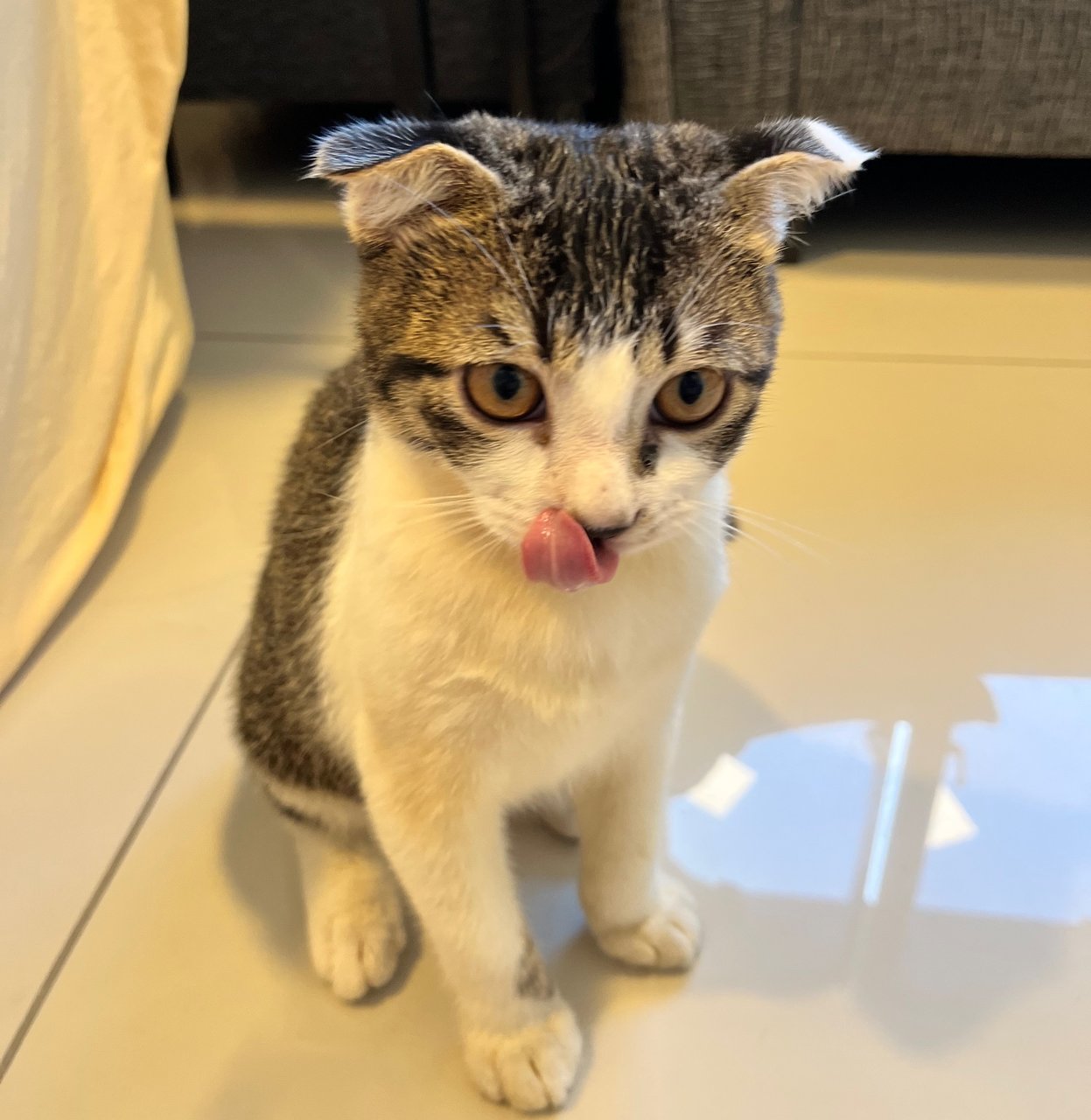 Bmo - Scottish Fold Cat