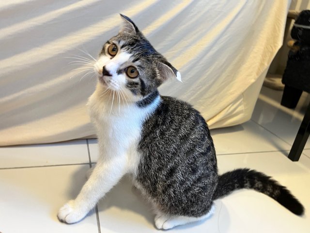 Bmo - Scottish Fold Cat