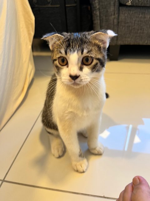 Bmo - Scottish Fold Cat