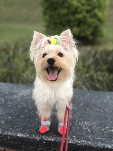 Peanut - Yorkshire Terrier Yorkie + Poodle Dog