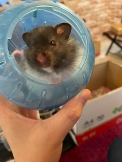 Hamster - Syrian / Golden Hamster Hamster