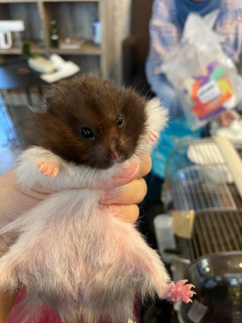 Daddy - Syrian / Golden Hamster Hamster