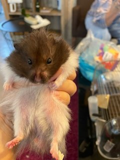 Daddy - Syrian / Golden Hamster Hamster