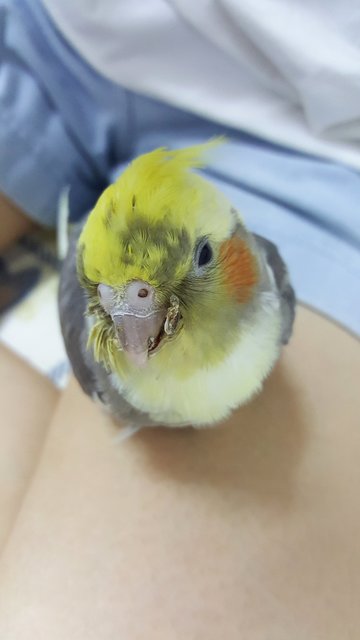 Pico - Cockatiel Bird