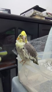 Pico - Cockatiel Bird