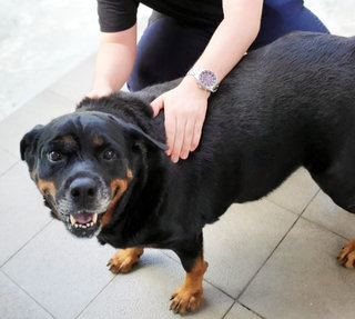 Millie - Rottweiler Dog