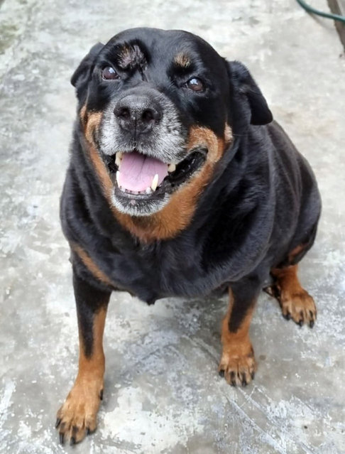 Millie - Rottweiler Dog