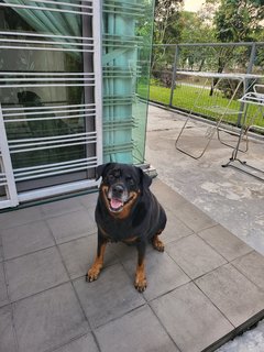 Millie - Rottweiler Dog