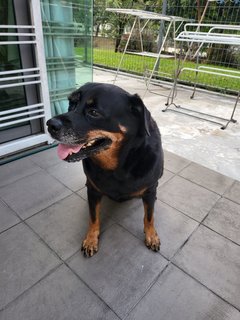 Millie - Rottweiler Dog