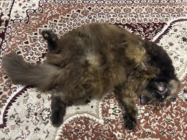 Dusty - Domestic Long Hair + Tortoiseshell Cat