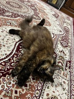 Dusty - Domestic Long Hair + Tortoiseshell Cat