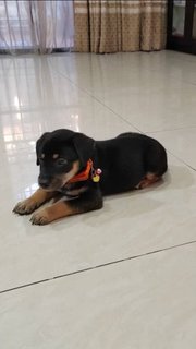 Belto - Rottweiler Mix Dog