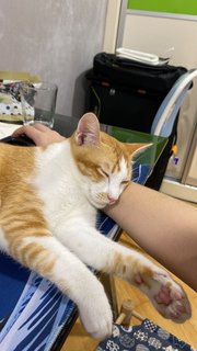 Using the computer? Time for him to sleep on your wrist :-)