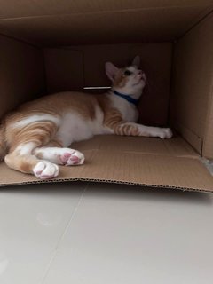 Niko loves boxes! 