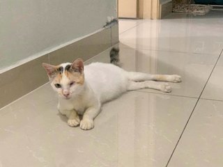 Kucing - Domestic Short Hair Cat