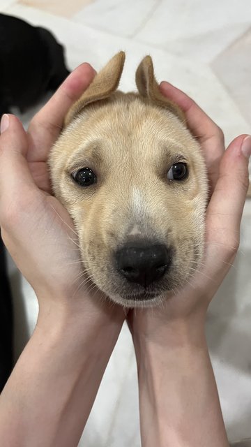 Puppy  - Mixed Breed Dog