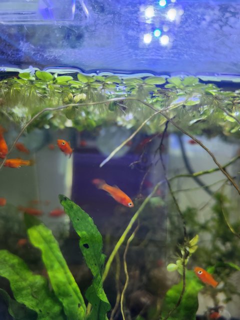 Lyretail Swordtail Fish - Livebearers Fish