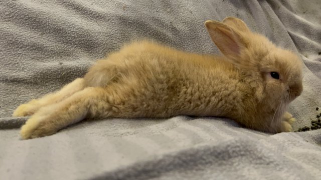 Lionhead Baby Bunnies - Lionhead Rabbit