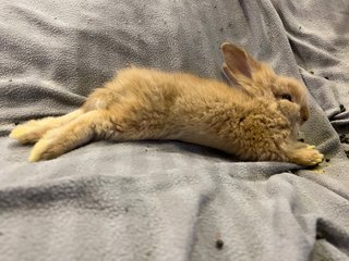 Lionhead Baby Bunnies - Lionhead Rabbit