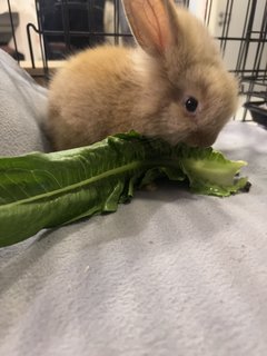 Lionhead Baby Bunnies - Lionhead Rabbit