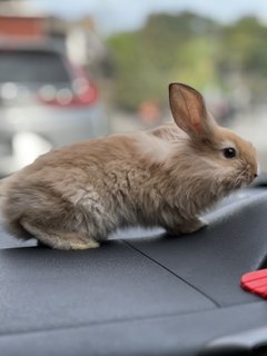 Lionhead Baby Bunnies - Lionhead Rabbit