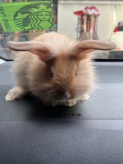 Lionhead Baby Bunnies - Lionhead Rabbit