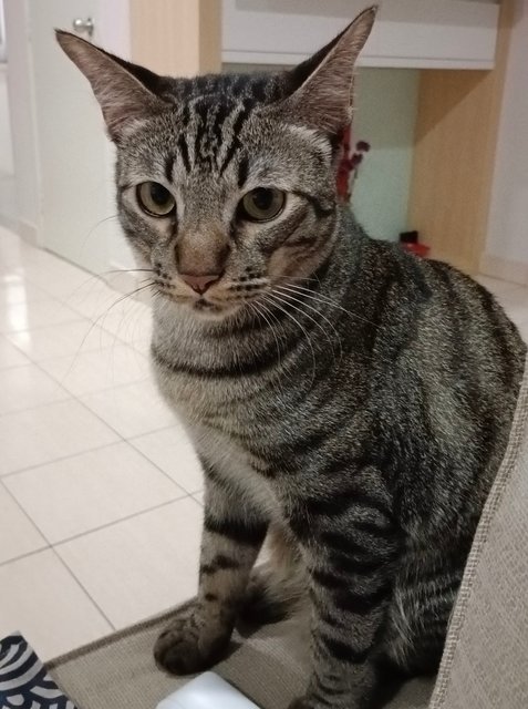 Yy - Domestic Short Hair Cat