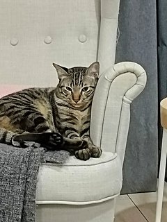 Yy - Domestic Short Hair Cat