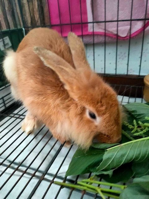 Young Lion Head Bunny  - Lionhead Rabbit