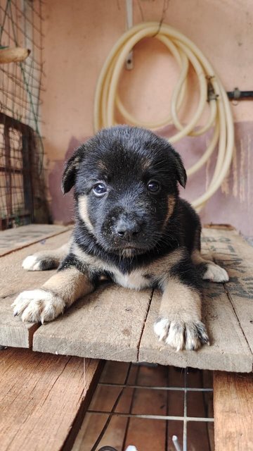 Free Puppies - Mixed Breed Dog