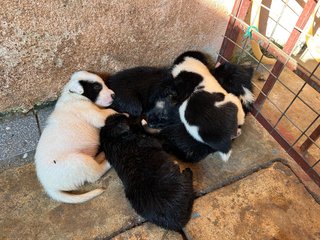 Free Puppies - Mixed Breed Dog