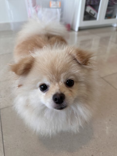 Lily  - Pomeranian Dog