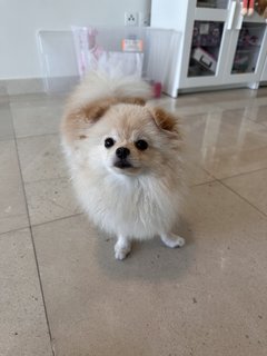 Lily  - Pomeranian Dog