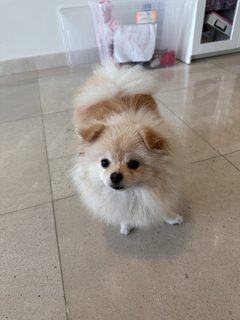 Lily  - Pomeranian Dog