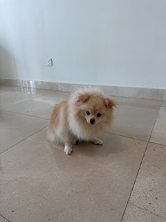 Lily  - Pomeranian Dog