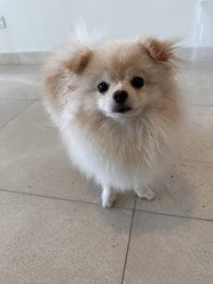 Lily  - Pomeranian Dog