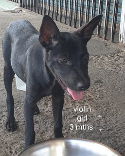 Violin - Mixed Breed Dog