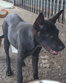 Violin - Mixed Breed Dog