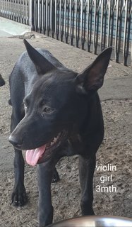 Violin - Mixed Breed Dog