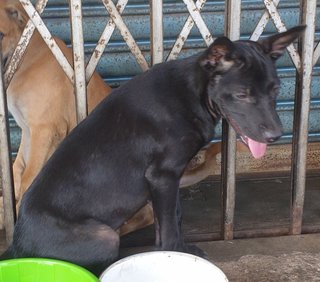 Violin - Mixed Breed Dog