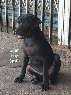 Logan - Mixed Breed Dog