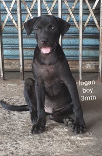 Logan - Mixed Breed Dog